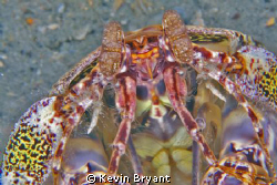 This creature was oblivious to me for the 45 minutes or s... by Kevin Bryant 